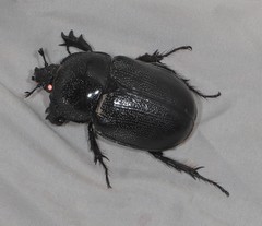 Haploscapanes barbarossa