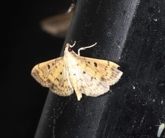 Herpetogramma cynaralis