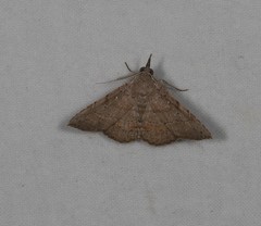 Heterormista modesta