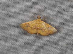 Hyalobathra aequalis