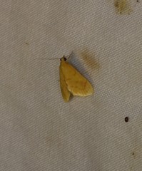 Hyalobathra brevialis