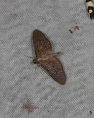 Hymenoptychis sordida