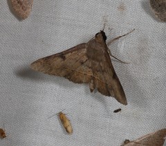 Hypospila dochmotoma