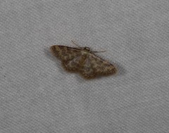 Idaea simplex