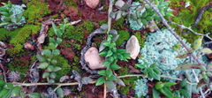 Curio radicans