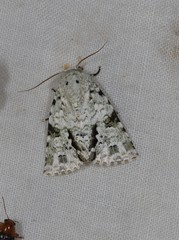 Acronicta psorallina