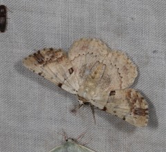 Aeolochroma quadrilinea