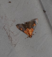 Agrotera ignepicta