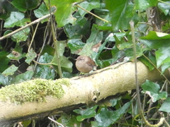 Troglodytes troglodytes