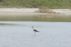 Himantopus himantopus