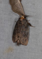 Archigargetta amydra