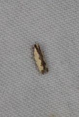 Ardozyga catarrhacta