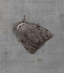 Barasa cymatistis