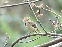 Phylloscopus collybita