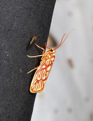 Lactura erythractis