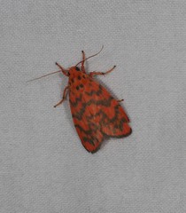 Miltochrista quadrilineata