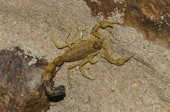 Parabuthus laevifrons
