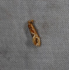 Moerarchis placomorpha