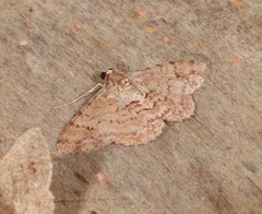 Myrioblephara macariata