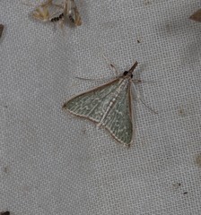 Myrmidonistis hoplora