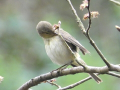 Phylloscopus collybita
