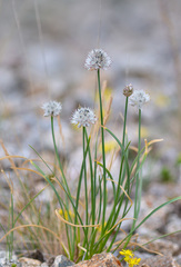 Allium saxatile