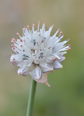 Allium saxatile
