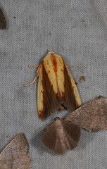 Xanthodes emboloscia