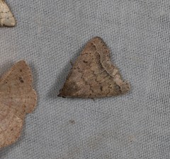 Nodaria aneliopis