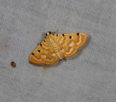 Notarcha obrinusalis
