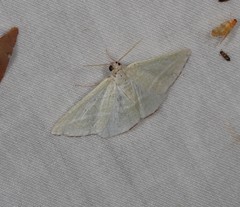 Oenochroma infantilis