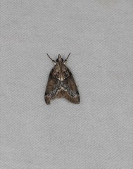 Otiophora leucura