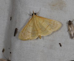 Paratalanta aureolalis