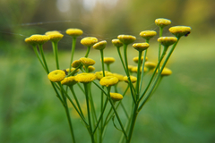 Tanacetum vulgare