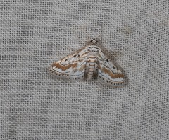 Parapoynx dentizonalis