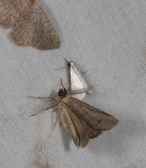 Patissa atricostalis