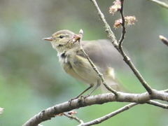 Phylloscopus collybita