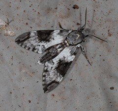 Psilogramma papuensis