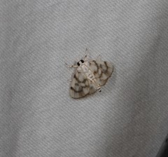 Sericophylla nivalis