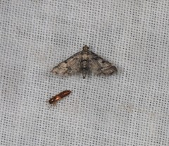 Sufetula hemiophthalma