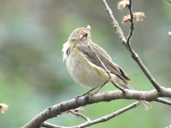 Phylloscopus collybita