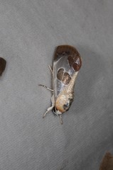 Westermannia gloriosa