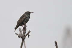 Sturnus vulgaris