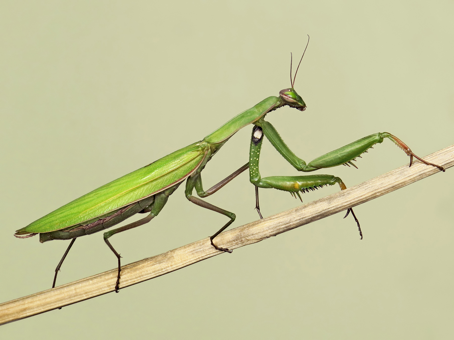 How long are praying mantis pregnant