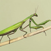 European Mantis - Photo (c) Ryszard, some rights reserved (CC BY-NC)