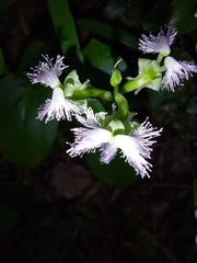 Huttonaea pulchra
