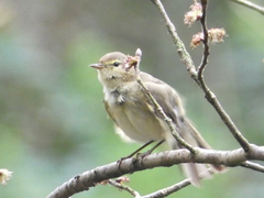 Phylloscopus collybita