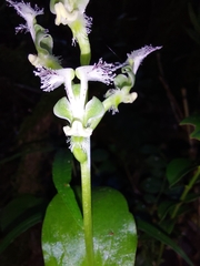 Huttonaea pulchra