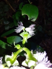 Huttonaea pulchra
