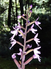 Stenoglottis